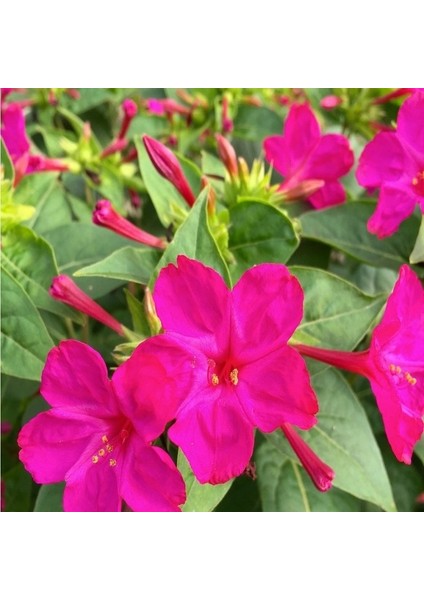 Violet Pink Akşam Sefası Çiçeği Tohumu(20 Tohum)