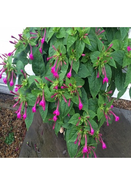 Violet Pink Akşam Sefası Çiçeği Tohumu(20 Tohum) fiyatları