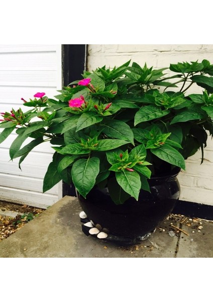 Violet Pink Akşam Sefası Çiçeği Tohumu(20 Tohum) modelleri