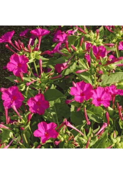 Rose Love Akşam Sefası Çiçeği Tohumu(20 Tohum) indirimleri