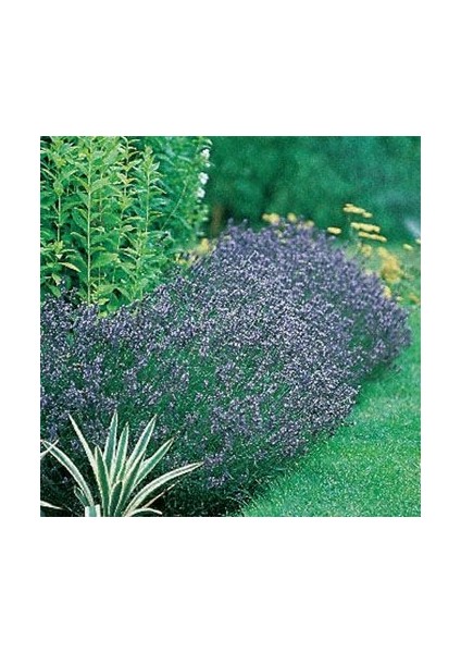 Mavi Hidcote Lavanta Tohumu(20 Tohum)
