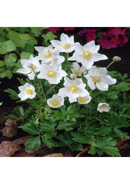 Pulsatilla Vulgaris Beyaz Dağ Lalesi Anemon Çiçeği Tohumu (5 Tohum) fiyatları