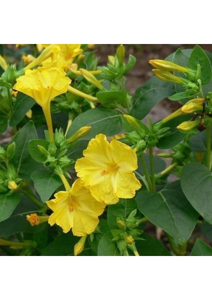 Sarı Rüya Yellow Akşam Sefası Çiçeği Tohumu(20 Tohum)