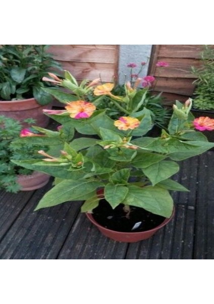 Sarı Rüya Yellow Akşam Sefası Çiçeği Tohumu(20 Tohum) fırsatları