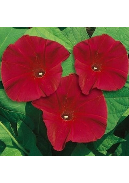 Dev Çiçekli Ipomea Scarlett O’hara Japon Gündüz Sefası Çiçeği(5 Tohum) fırsatları