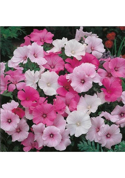Lavatera Trimestris Regis Pembe Pamuk Çiçeği Tohumu (50 Tohum) fırsatları