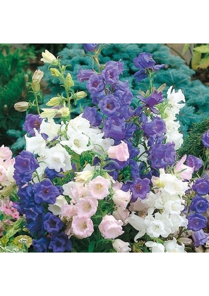 Calycanthema ‘cup & Saucer’ Campanula Karışık Çan Çiçeği Tohumu (100 Tohum)
