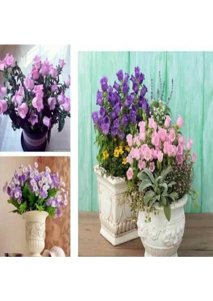 Calycanthema ‘cup & Saucer’ Campanula Karışık Çan Çiçeği Tohumu (100 Tohum)