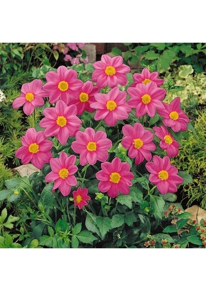 Bodur Mignon Rose Dahlia Yıldız Çiçeği Tohumu (80 Tohum)