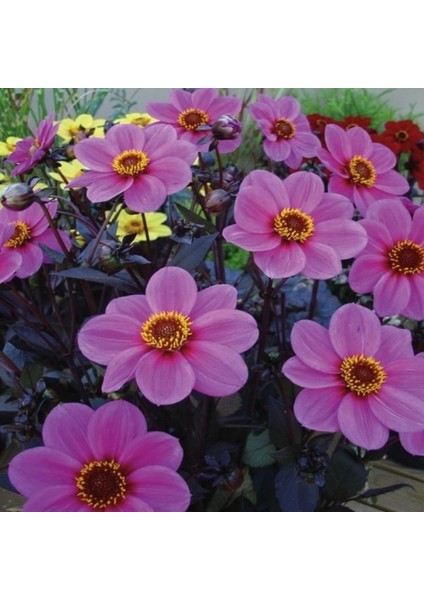 Bodur Mignon Purple Dahlia Yıldız Çiçeği Tohumu (80 Tohum)