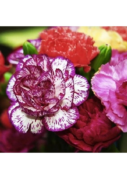Dianthus Heddewigii Gaiety Katmerli İri Karanfil Çiçeği Tohumu(100 Adet)