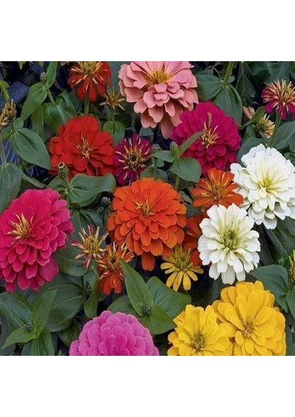 Super Yoga Elegans Dark Red Zinya Çiçeği Tohumu(40 Tohum) modelleri