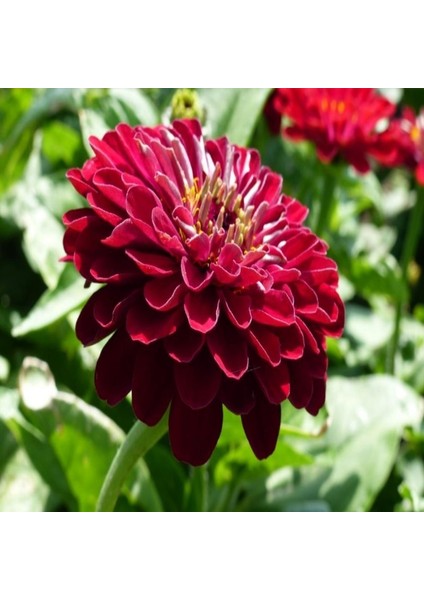 Super Yoga Elegans Dark Red Zinya Çiçeği Tohumu(40 Tohum) indirimleri