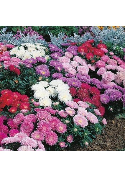 Callistephus Pompon Dark Red Aster Çiçeği Tohumu(50 Tohum)