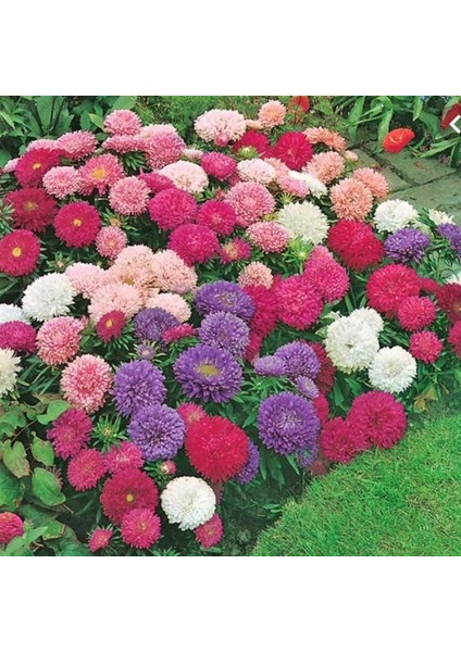 Callistephus Pompon Dark Red Aster Çiçeği Tohumu(50 Tohum)