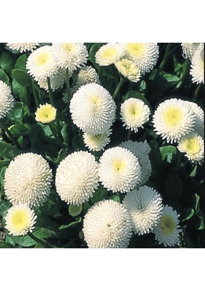 Bellis Perennis Beyaz Ponpon Ingiliz Çayır Papatyası Çiçeği Tohumu(100 Tohum) indirimleri
