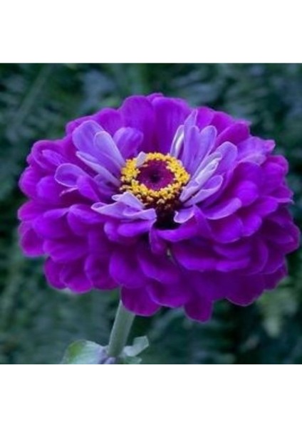 Super Yoga Elegans Purple Zinya Çiçeği Tohumu(40 Tohum) indirimleri