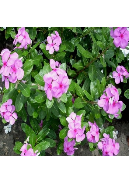 Vinca Rosea Little Pinkie Rozet Çiçeği Tohumu (20 Tohum) modelleri