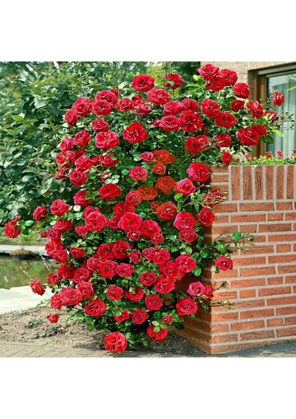 Kokulu Red Beauty Kırmızı Yediveren Sarmaşık Gül Tohumu (5 Tohum)