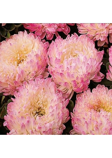 Paeony Duchesse Apricot Pompon Aster Çiçeği Tohumu (50 Tohum) indirimleri