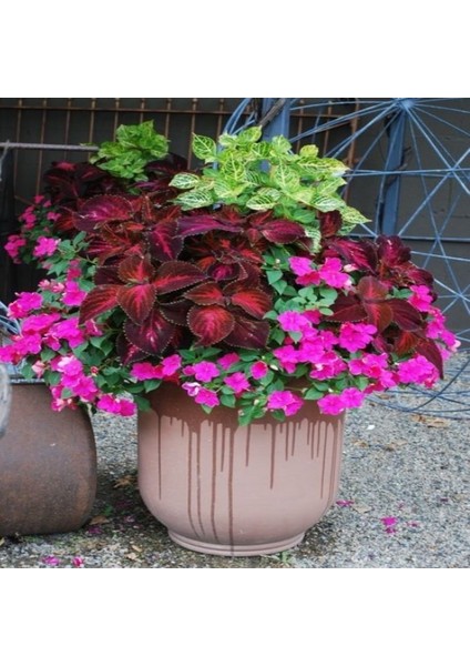 Saksılık Wallerine Baby Orange Bodur Cam Güzeli Çiçeği Tohumu(20 Tohum) fiyatları