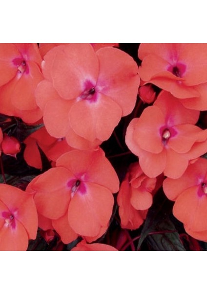 Saksılık Wallerine Baby Orange Bodur Cam Güzeli Çiçeği Tohumu(20 Tohum) indirimleri