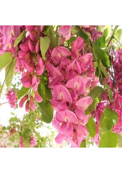 Pembe Çiçekli Akasya Tohumu (5 Tohum) fiyatları