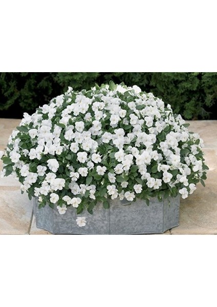 Viola Cornuta White Perfection Menekşe Çiçeği Tohumu(100 Tohum) fırsatları