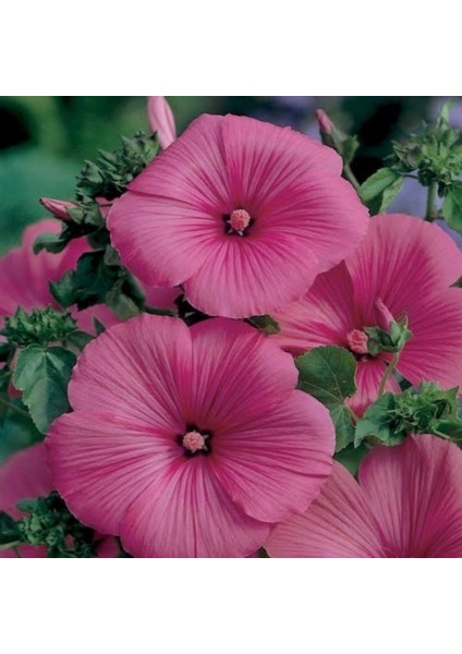 Lavatera Trimestris Regis Carmine Pamuk Çiçeği Tohumu(50 Tohum) indirimleri