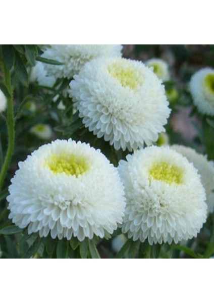 Pompon White Aster Çiçeği Tohumu(50 Tohum)
