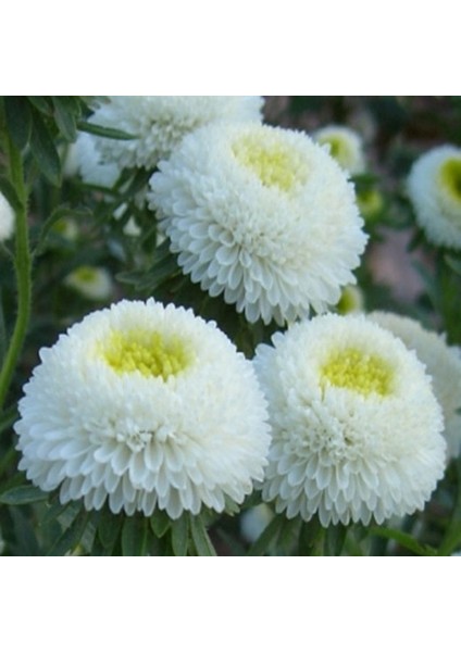 Pompon White Aster Çiçeği Tohumu(50 Tohum) indirimleri