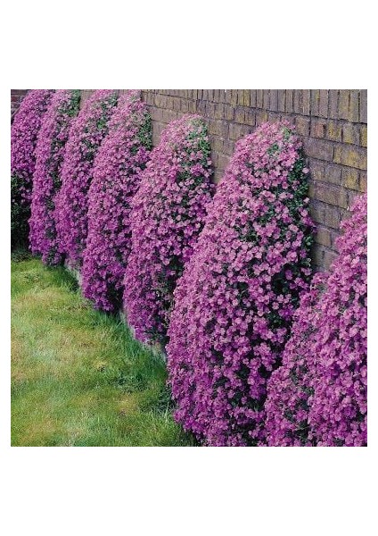 Rose Pink Aubrieta Obrizya Çiçek Tohumu(50 Tohum)