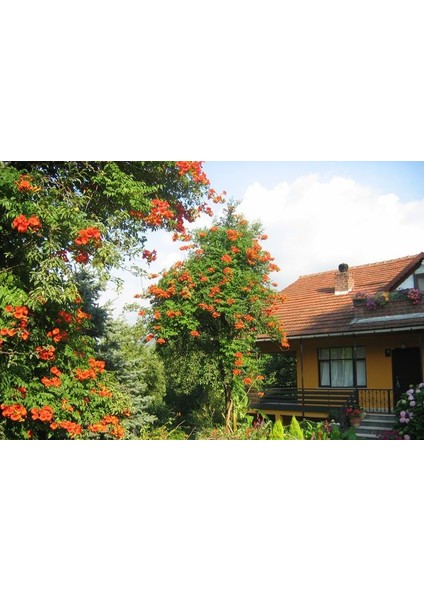 Pembe Trompet Campsis Radicans Çiçeği Ağacı Tohumu(5 Tohum)