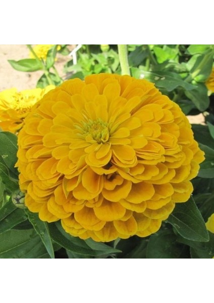 Super Yoga Elegans Golden Yellow Zinya Çiçeği Tohumu(40 Tohum)