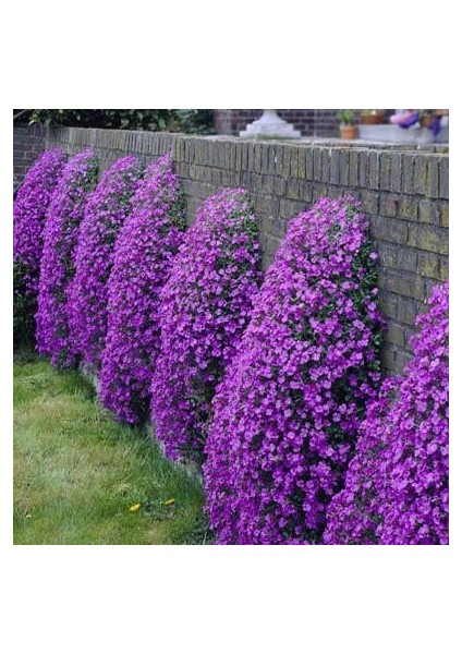 Menekşe Renginde Aubrieta Obrizya Çiçek Tohumu (100 Tohum) indirimleri