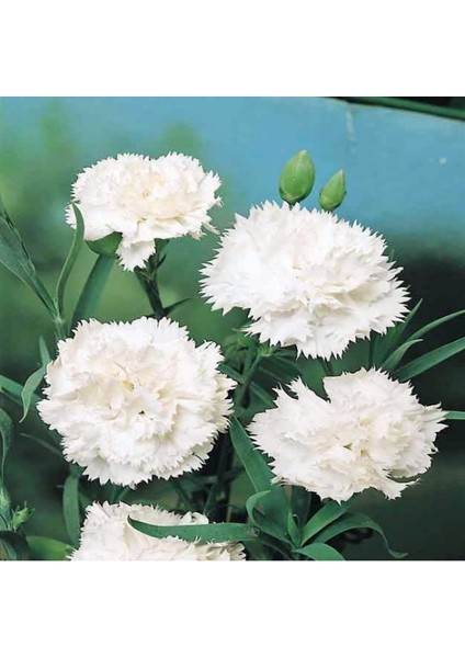 Chabaud White Katmerli Karanfil Çiçeği Tohumu(70 Adet)