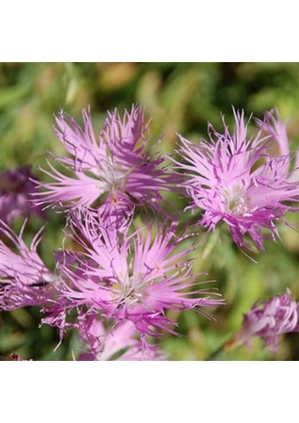 Dianthus Superbus Rose Bol Kokulu Karanfil Çiçeği Tohumu(100 Adet)