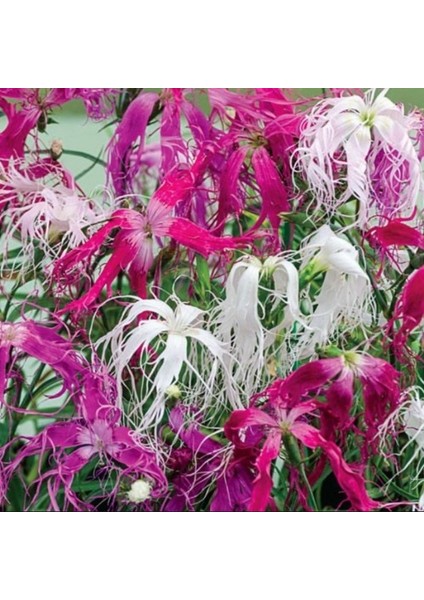 Dianthus Superbus Rose Bol Kokulu Karanfil Çiçeği Tohumu(100 Adet) fiyatları
