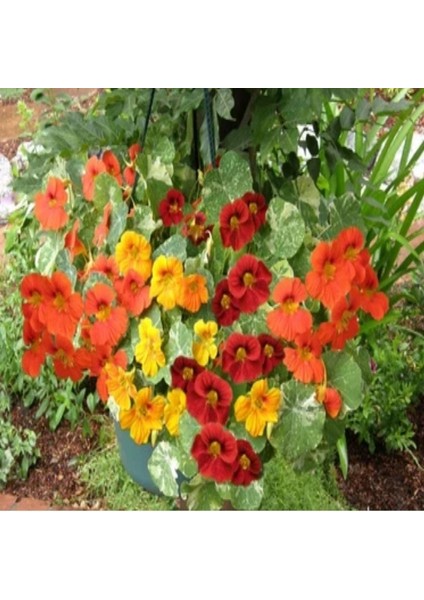 Tropaeolum Peach Melba Latin Çiçeği Tohumu (10 Adet)