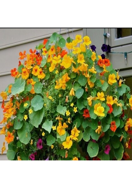 Tropaeolum Peach Melba Latin Çiçeği Tohumu (10 Adet)