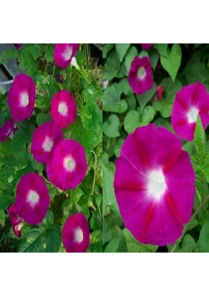Crimson Rambler Gündüz Sefası Çiçeği Tohumu(10 Tohum) fırsatları