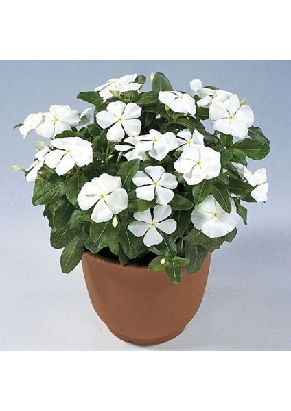 Vinca Rosea Pure White Rozet Çiçeği Tohumu (20 Tohum)