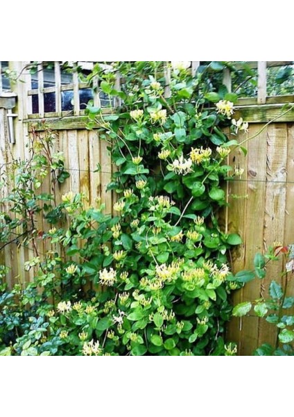 Kokulu Lonicera Caprifolium Hanım Eli Tohumu (5 Tohum) fiyatları