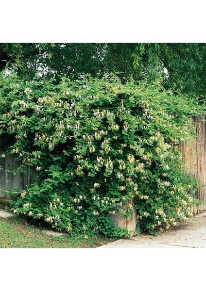 Kokulu Lonicera Caprifolium Hanım Eli Tohumu (5 Tohum) modelleri