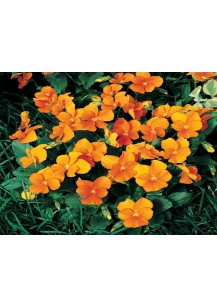Viola Cornuta Chantreyland Çiçeği Tohumu(100 Tohum)