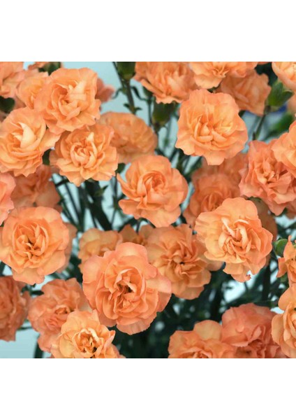 Chabaud Salmon Katmerli Karanfil Çiçeği Tohumu(70 Adet)
