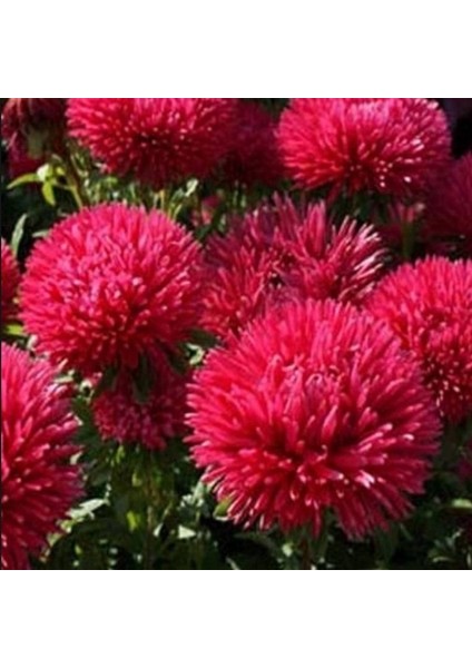 Pompon Paeony Duchesse Crimson Aster Çiçeği Tohumu (50 Tohum) indirimleri