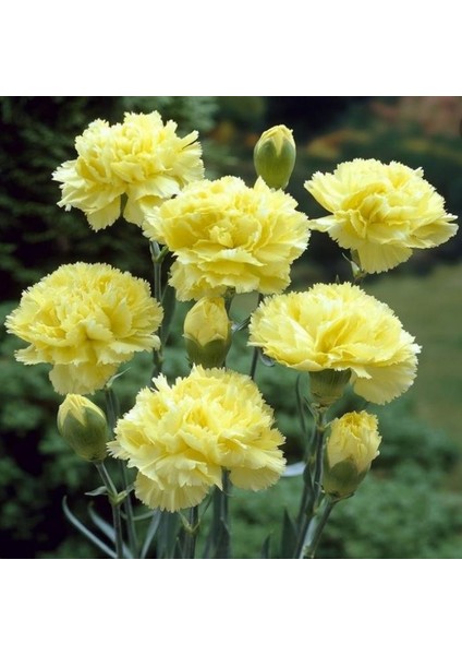 Chabaud Yellow Karanfil Çiçeği Tohumu(70 Adet)