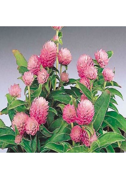 Gomphrena Globosa Pembe Medine Çiçeği Tohumu(50 Tohum) fırsatları