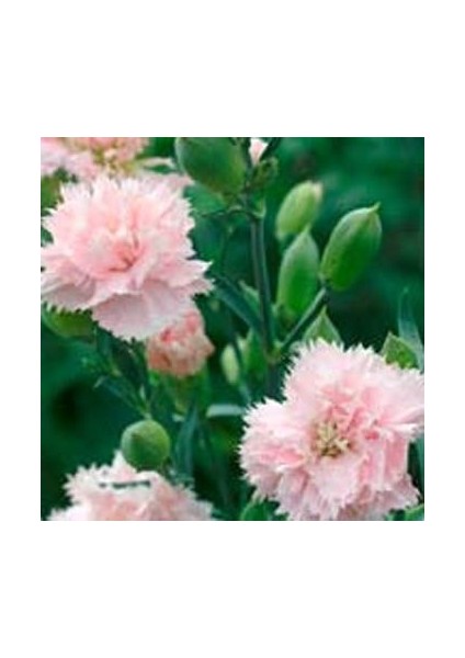 Soft Pembe La France Karanfil Çiçeği Tohumu(25 Tohum)
